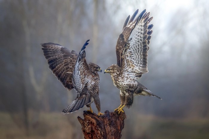 Two buzzards on a tree stump
