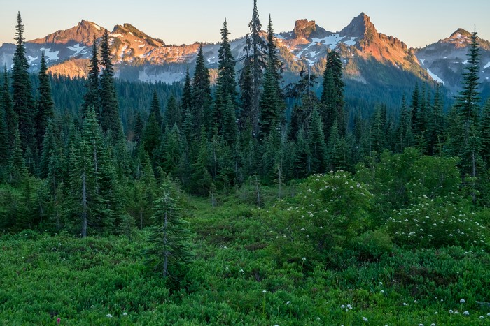 4K View of Mount Rainier National Park Forest and Mountains