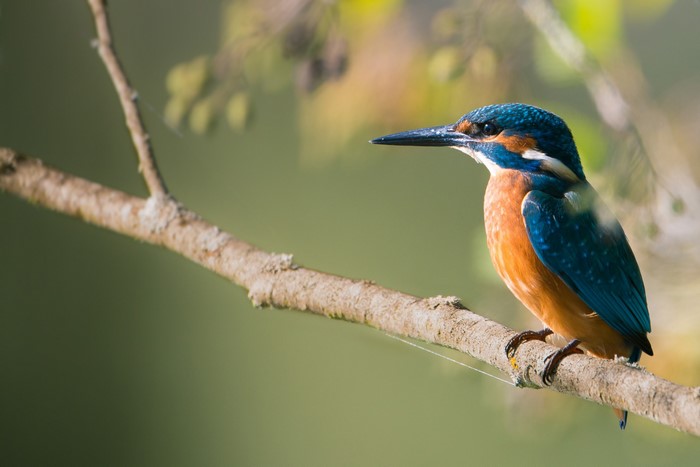 Common Kingfisher perched on a branch