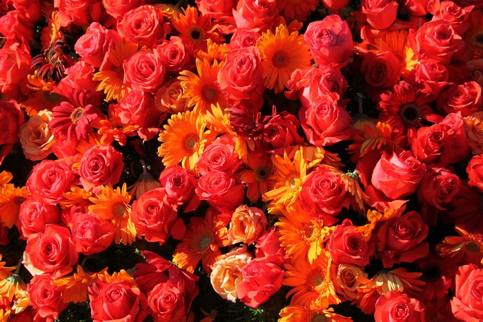 Many Red Roses and Gerberas Closeup