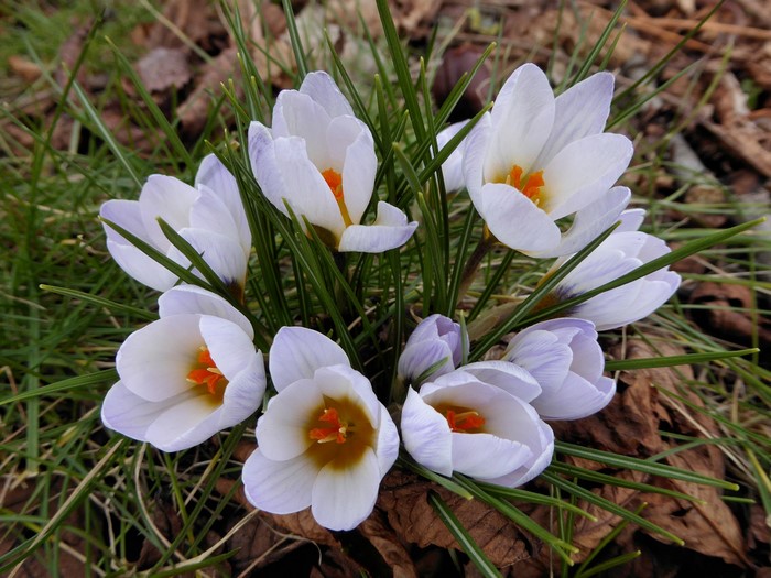 White Crocuses with orange centers in grass