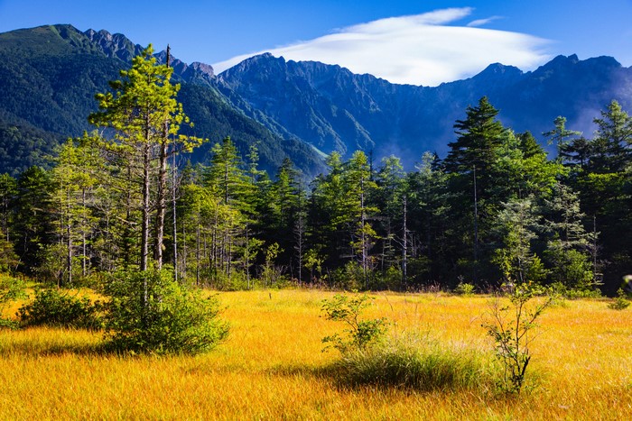 Golden meadow with trees and mountains in Shinshu, Japan