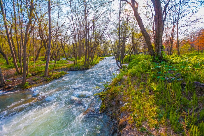 River flowing through a forest in Yuzhno-Sakhalinsk, Russia