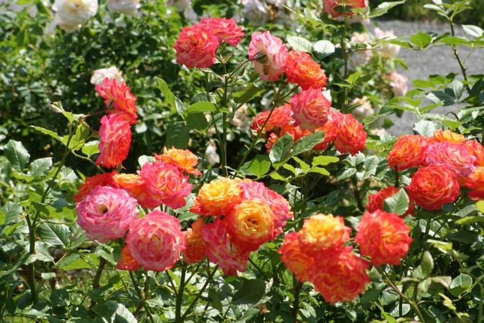 A bush of multi-colored roses in bloom