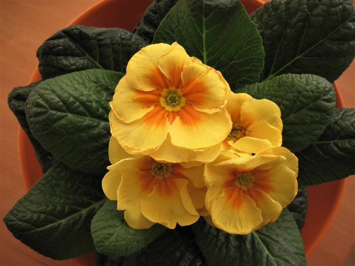 Yellow Primula flowers in an orange pot