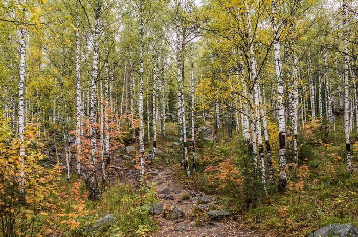 Birch forest path in Taganay National Park, Ural