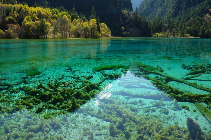 Clear turquoise lake with submerged logs and trees in Jiuzhaigou National Park, China