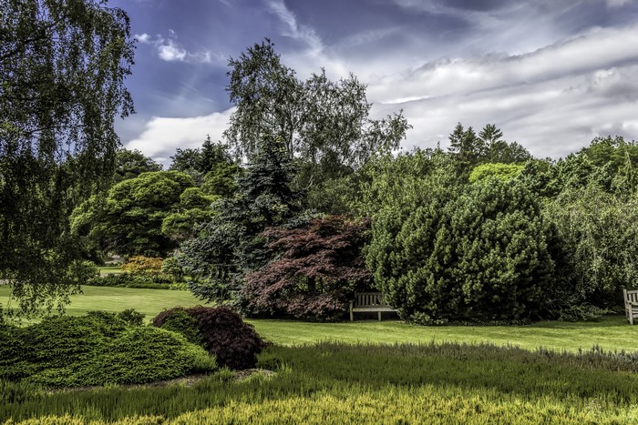 Garden with lawn and shrubs in Harlow Carr, United Kingdom