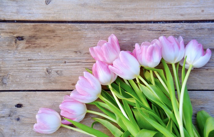 Pink Tulips on Wood Planks