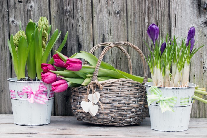 Tulips and Crocuses in decorative pots and basket