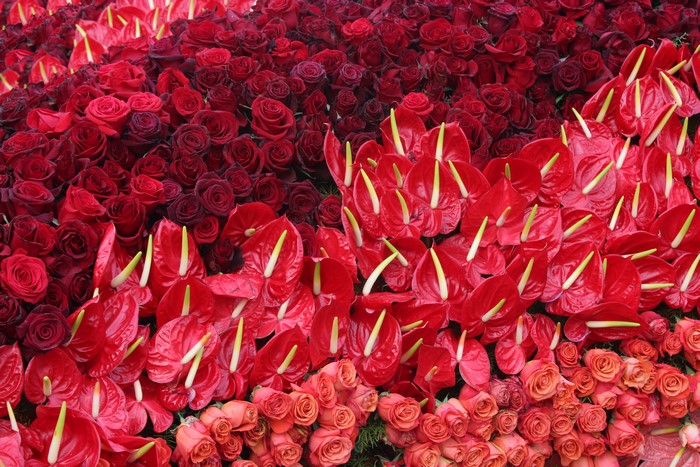 Many Red Roses and Anthurium Flowers