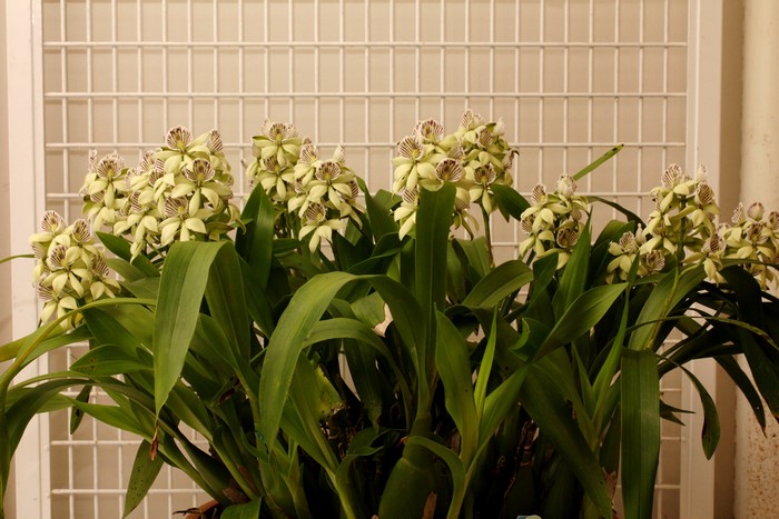 A cluster of yellow orchids with striped petals
