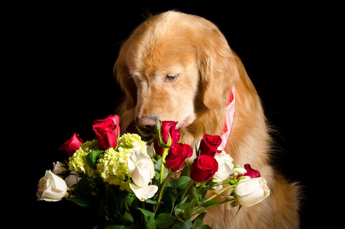 Golden Retriever smelling a bouquet of roses