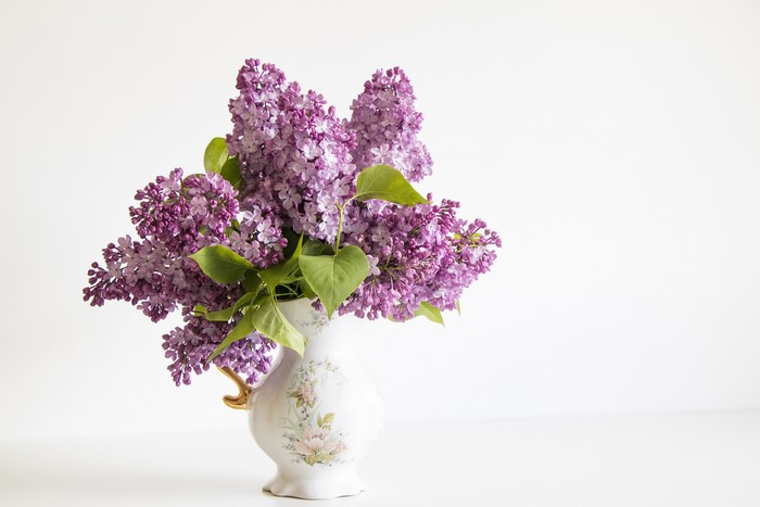 Lilac flowers in a vase on a white background