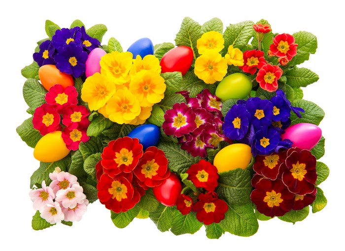 Easter Primula Flowers and Eggs