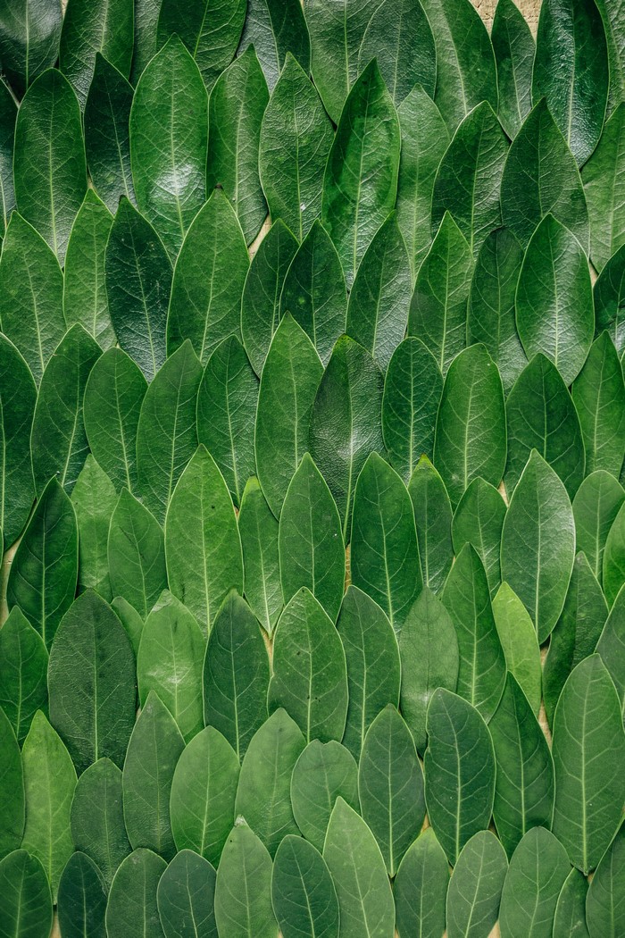 Green leaves texture background