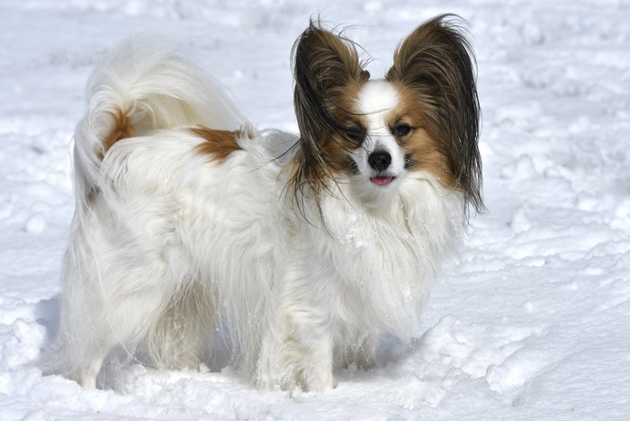 Papillon dog in the snow
