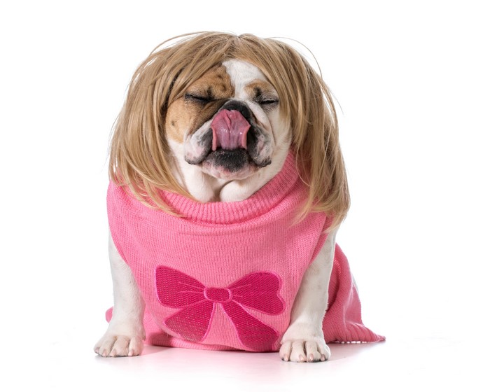 Bulldog wearing a blonde wig and pink sweater