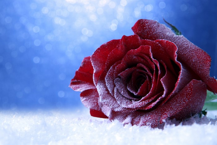 Red rose covered in frost on snow