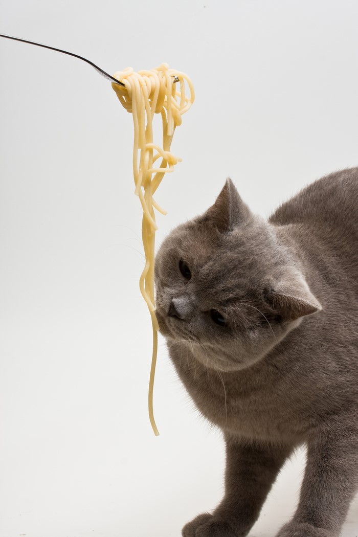 Cat eating spaghetti from a fork