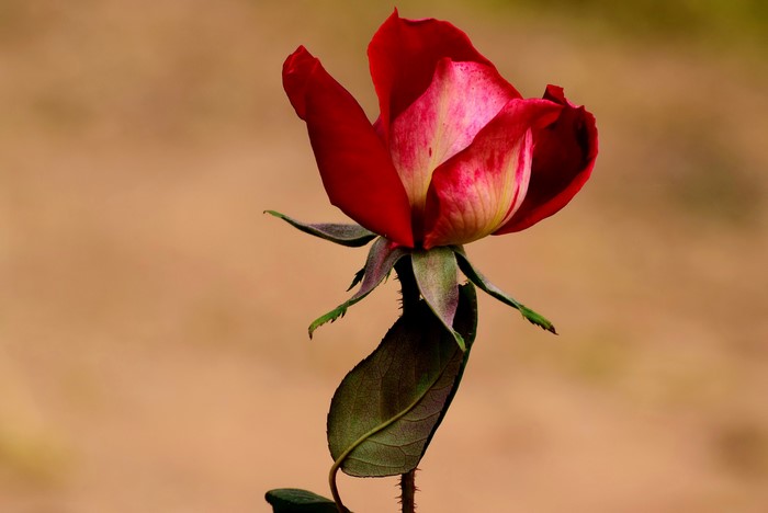 Red rose with pink accents on a blurred background