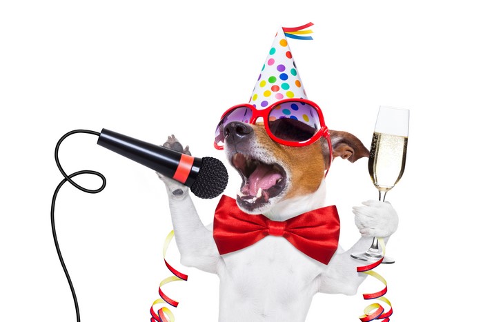Jack Russell Terrier Singing with Champagne