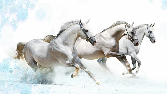 Three white horses running in snow