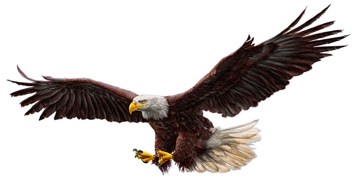 Bald Eagle in flight