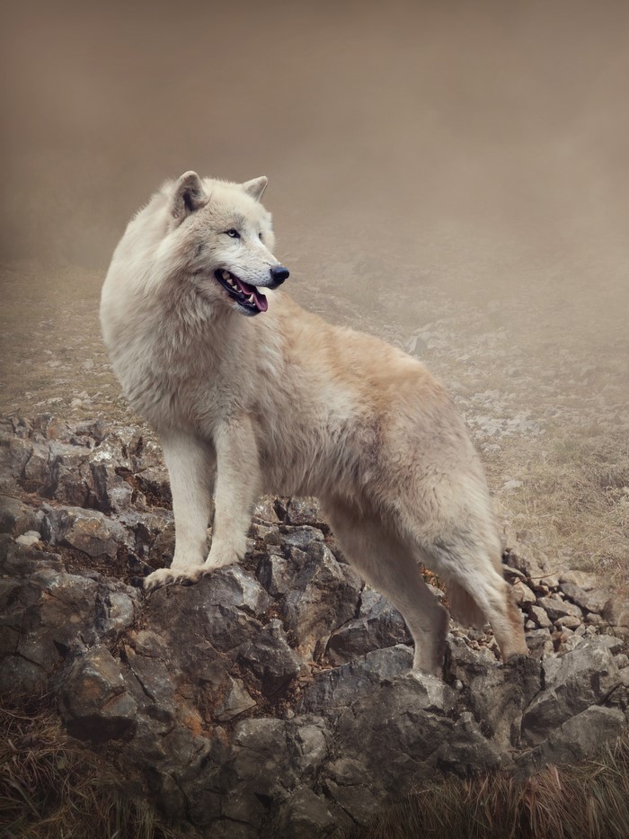 White wolf standing on rocks in fog