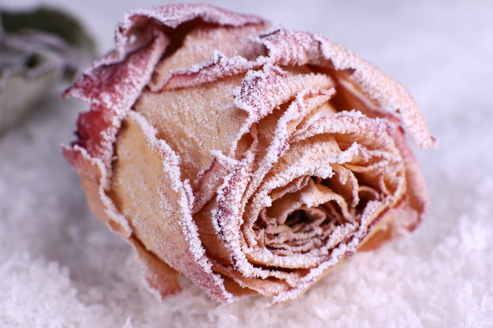 Frozen rose with frost