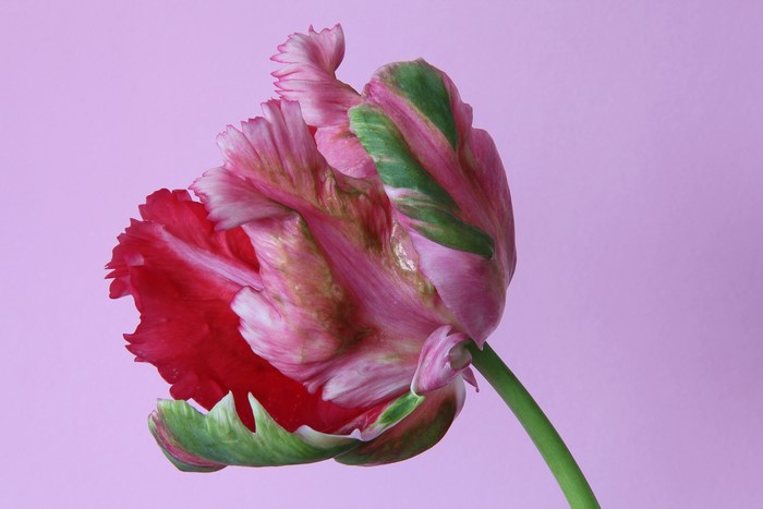 4K Parrot Tulip Closeup on Colored Background