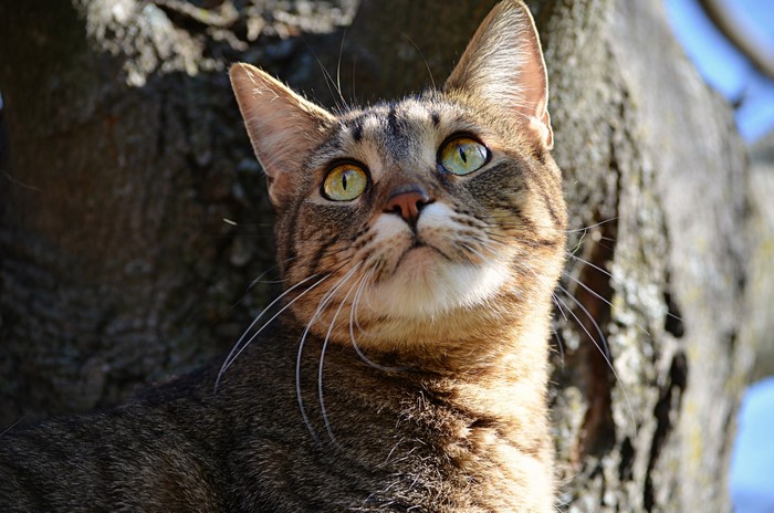 Tabby Cat Looking Up