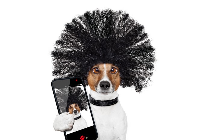 Jack Russell Terrier Dog Wearing Wig Takes Selfie