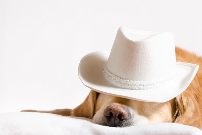 Golden Retriever dog wearing a white cowboy hat