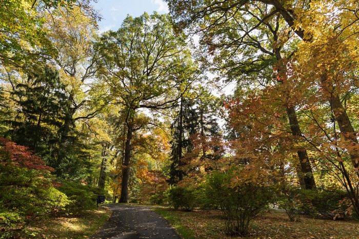 Autumn trees and path at Winterthur Museum Garden & Library