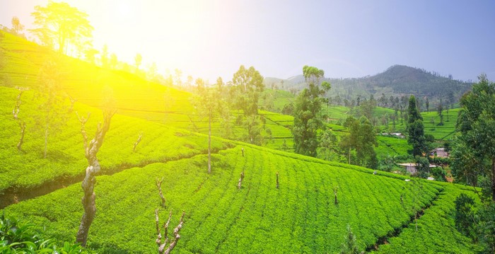 Tea fields in Nuwara Eliya, Sri Lanka