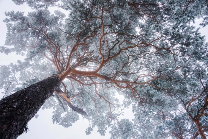 Looking up at frosted pine tree branches