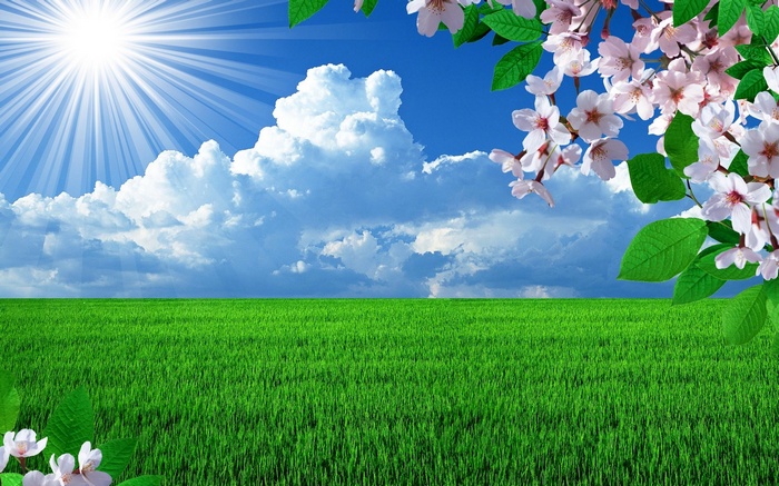 Green field under a sunny sky with clouds and cherry blossoms