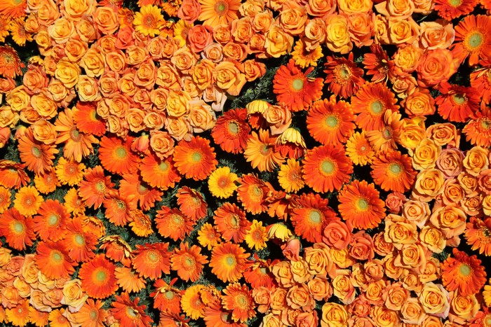 Orange Roses and Gerberas Texture