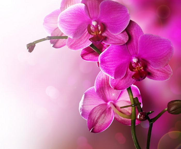 Pink orchids on a blurred background