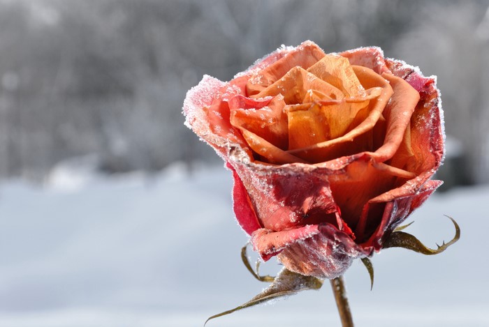 Rose covered in frost in winter