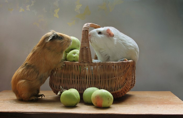 Two guinea pigs and apples in a wicker basket