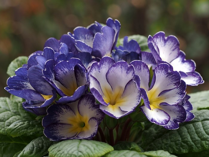 Close-up of purple and white primrose flowers