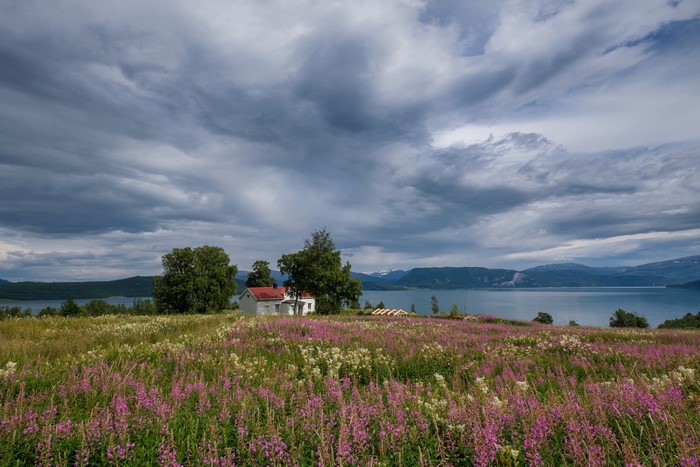 House in a field of flowers by a lake in Norway