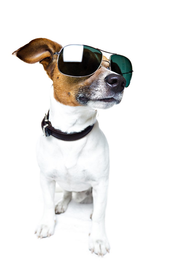 Jack Russell terrier wearing sunglasses