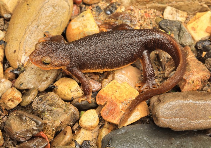 Newt on Stones