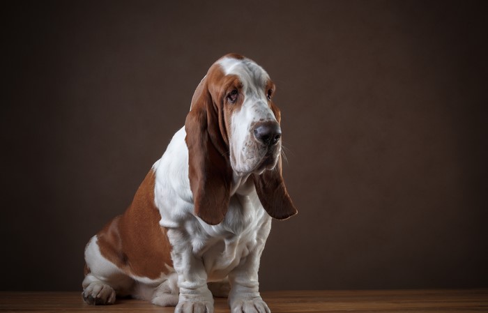 Basset Hound dog sitting on a wooden surface