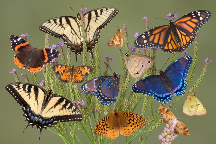 A collection of colorful butterflies on green plants