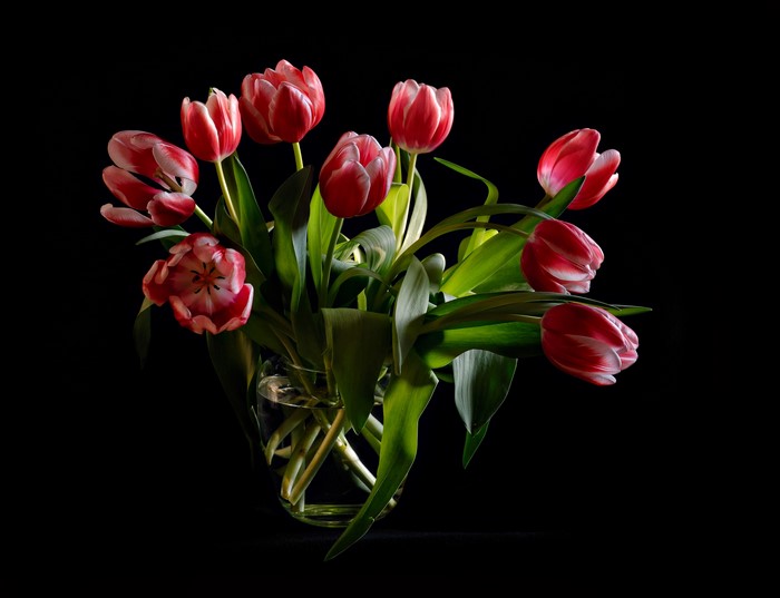 Red and white tulips in a vase on a black background