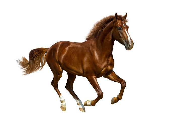 Brown horse running on white background